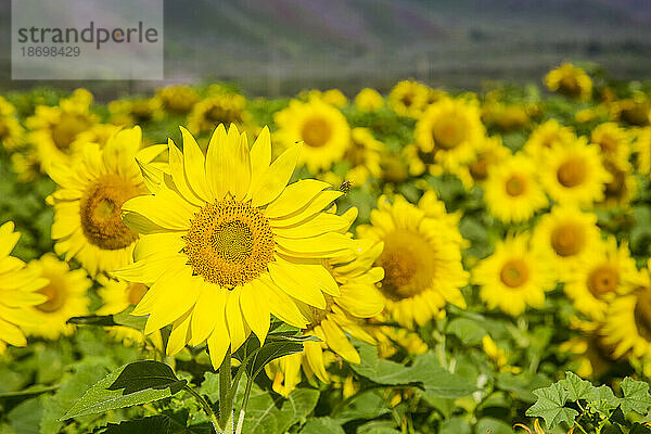 Nahaufnahme eines Feldes mit leuchtend gelben Sonnenblumen (Helianthus) in voller Blüte; Maui  Hawaii  Vereinigte Staaten von Amerika