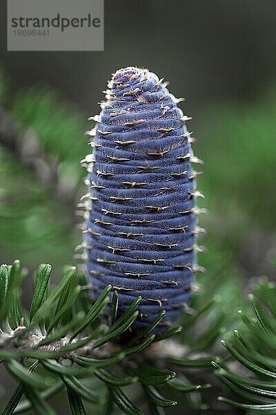 Blue Standard  Baumkegel der Koreanischen Tanne (Abies koreana) in einem botanischen Garten; Annapolis Royal  Nova Scotia  Kanada