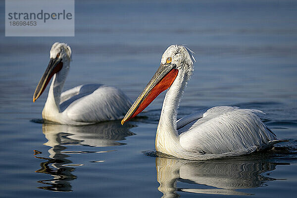 Zwei Krauskopfpelikane (Pelecanus Crispus) überqueren den See im Sonnenschein; Zentralmakedonien  Griechenland