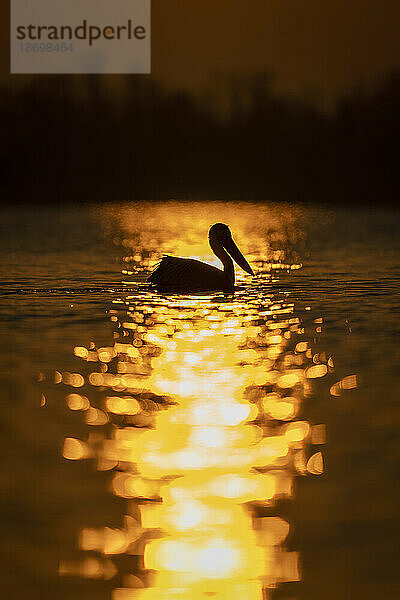 Krauskopfpelikan (Pelecanus Crispus) schwimmt bei Sonnenaufgang auf einem See; Zentralmakedonien  Griechenland