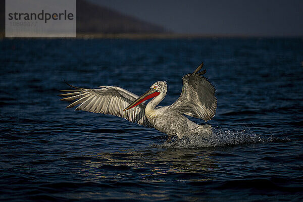 Krauskopfpelikan (Pelecanus Crispus) landet auf blauem See und breitet Flügel aus; Zentralmakedonien  Griechenland