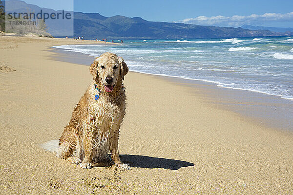 Porträt eines lächelnden Golden Retrievers (Canis lupus Familiaris) am Baldwin Beach an der Nordküste von Maui in der Nähe von Paia; Maui  Hawaii  Vereinigte Staaten von Amerika