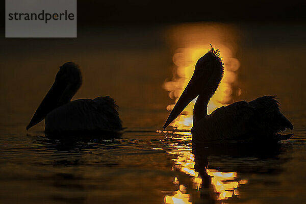 Krauskopfpelikane (Pelecanus Crispus) schwimmen bei Sonnenaufgang über den See; Zentralmakedonien  Griechenland