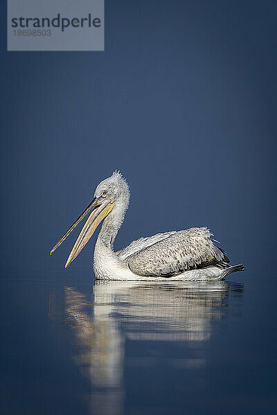 Krauskopfpelikan (Pelecanus Crispus) öffnet Schnabel auf ruhigem See; Zentralmakedonien  Griechenland