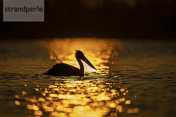 Krauskopfpelikan (Pelecanus Crispus) schwimmt im Morgengrauen auf dem Wasser; Zentralmakedonien  Griechenland