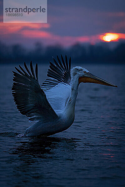 Krauskopfpelikan (Pelecanus Crispus) hebt im Morgengrauen vom See ab; Zentralmakedonien  Griechenland