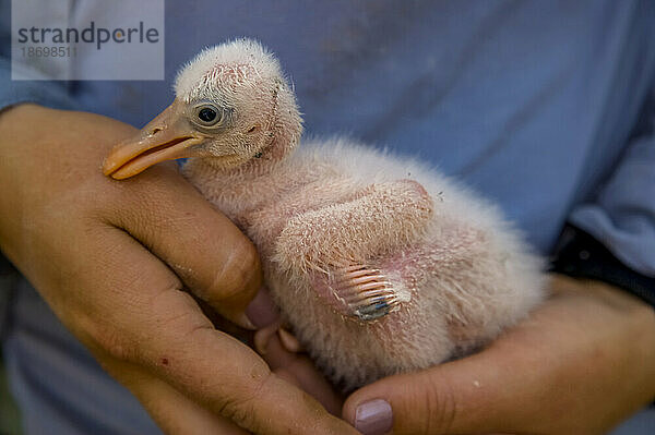 Hände halten einen Rosenlöffler (Platalea ajaja)  während er im Everglades-Nationalpark  Florida  USA markiert wird; Florida  Vereinigte Staaten von Amerika