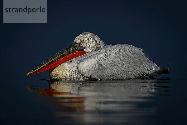 Nahaufnahme eines Krauskopfpelikans (Pelecanus Crispus)  der auf einem noch blauen See schwimmt; Zentralmakedonien  Griechenland