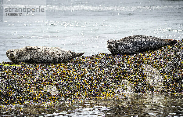 Nahaufnahmeporträt zweier Seehunde (Phoca vitulina)  die auf den Felsen an der Küste von Garnish Island in der Bantry Bay ruhen; West Cork  Irland