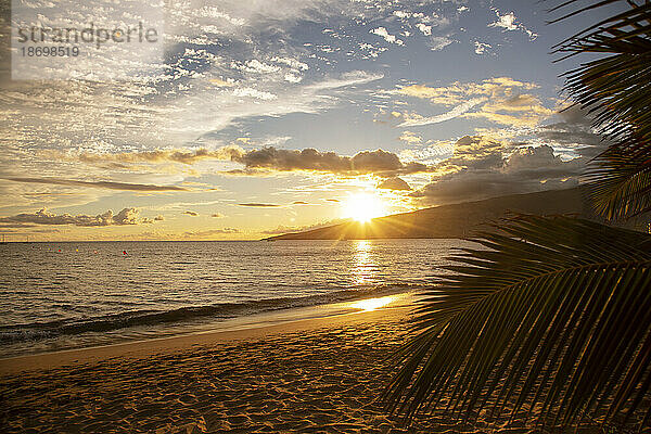 Silhouette von Palmblättern am Sandstrand vor einem goldenen Sonnenuntergang und Wellen  die das Ufer umspülen; Nord-Kihei  Maui  Hawaii  Vereinigte Staaten von Amerika