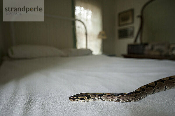 Kugelpython (Python regius) auf einem Bett in einem Schlafzimmer; Lincoln  Nebraska  Vereinigte Staaten von Amerika