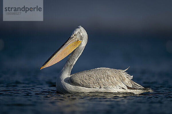 Nahaufnahme eines Krauskopfpelikans (Pelecanus Crispus)  der über einen ruhigen  sonnenbeschienenen See schwimmt; Zentralmakedonien  Griechenland