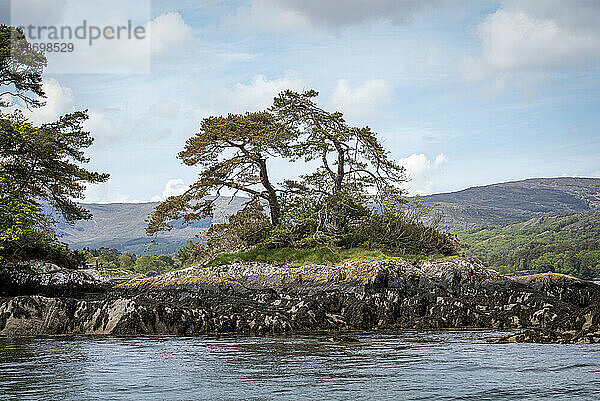 Einsamer Baum am felsigen Ufer von Garnish Island in der Bantry Bay; West Cork  Irland