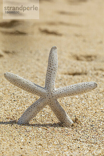 Nahaufnahme eines getrockneten Seesterns  der aufrecht im Sand an einem Strand in Maui platziert ist; Maui  Hawaii  Vereinigte Staaten von Amerika