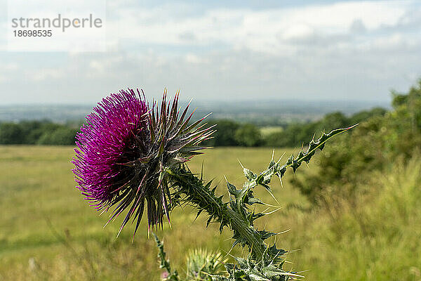 Nahaufnahme einer blühenden rosa Wildblume auf dem Land; Ravensworth  North Yorkshire  England