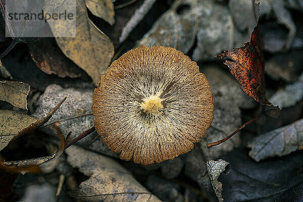 Pilz wächst zwischen verwesenden Blättern auf dem Waldboden; Annapolis County  Nova Scotia  Kanada