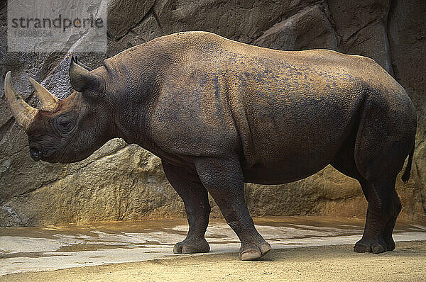 Gefangenes seltenes Spitzmaulnashorn (Diceros bicornis) in einem Zoogehege; San Diego  Kalifornien  Vereinigte Staaten von Amerika