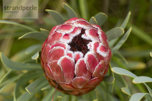 Nahaufnahme einer rosafarbenen Protea (Protea neriifolia); Maui  Hawaii  Vereinigte Staaten von Amerika