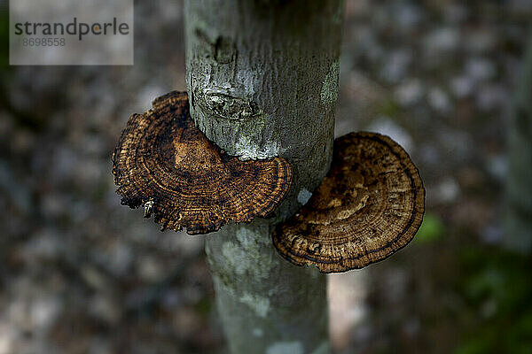 Polyporige Pilze am Baum; Digby County  Nova Scotia  Kanada