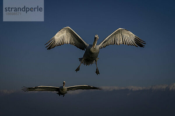 Krauskopfpelikan (Pelecanus Crispus) fliegt mit ausgebreiteten Flügeln in der Nähe eines anderen; Zentralmakedonien  Griechenland