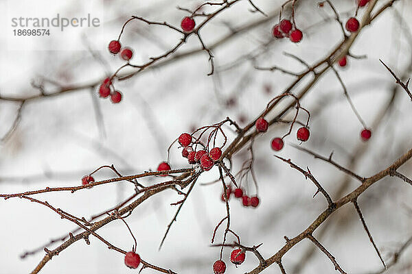 Frostige rote Beeren an einem Baum im Winter; British Columbia  Kanada