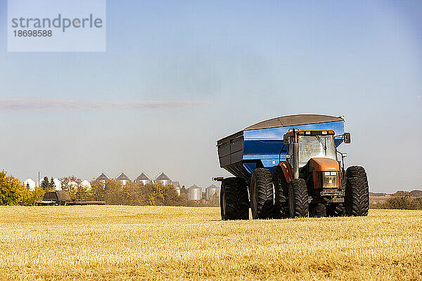 Getreidewagen mit einem Mähdrescher beim Ernten eines reifen Weizenfeldes im Hintergrund mit Getreidespeichern am Horizont während einer Herbsternte; Alcomdale  Alberta  Kanada
