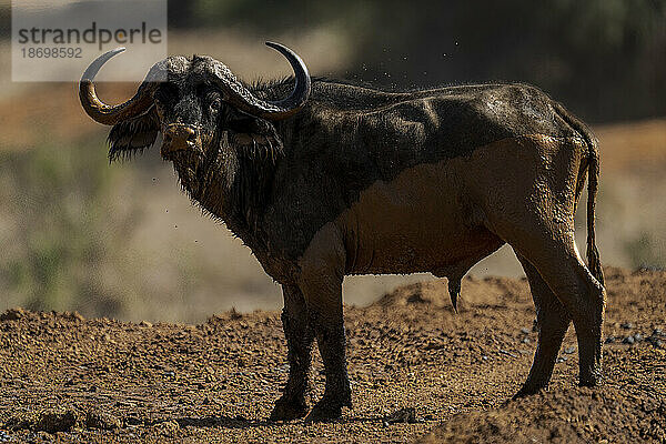 Nahaufnahme eines schlammigen Kapbüffels (Syncerus caffer)  der starrt; Laikipia  Kenia