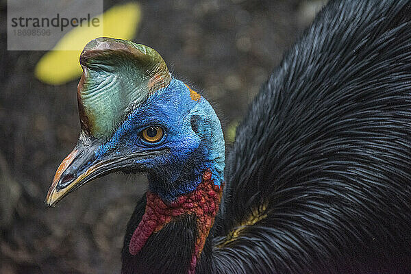 Nahaufnahme eines Nördlichen Kasuars (Casuarius unappendiculatus) im Naturpark Port Moresby  Papua-Neuguinea. Er ist eine der drei lebenden Kasuararten und hat ein hartes und steifes schwarzes Gefieder  eine blaue Gesichtshaut und einen Helm auf dem Kopf; Port Moresby  Papua-Neuguinea