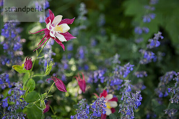 Rosa und weiße Akeleiblüten (Aquilegia) wachsen neben violetten Wildblumen im Wald im Winter Park; Colorado  Vereinigte Staaten von Amerika