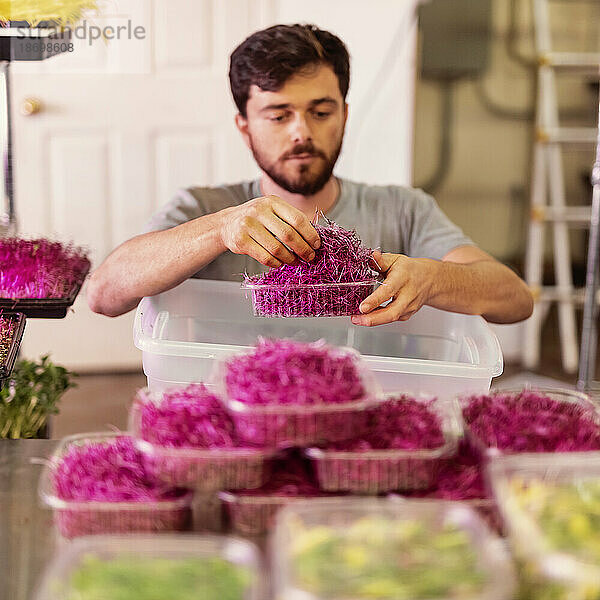 Mann im Rollstuhl portioniert frische Microgreens auf einem städtischen Bauernhof; Edmonton  Alberta  Kanada