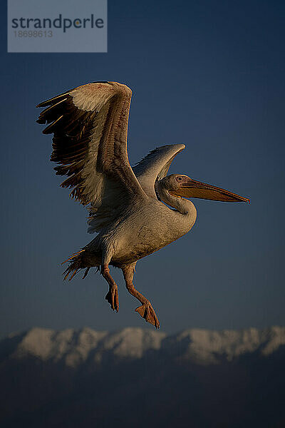 Krauskopfpelikan (Pelecanus Crispus) landet aus einem klaren  blauen Himmel über fernen  schneebedeckten Bergen; Zentralmakedonien  Griechenland