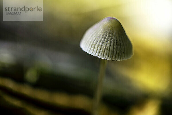 Kleiner weißer Pilz im Waldboden; Digby County  Nova Scotia  Kanada