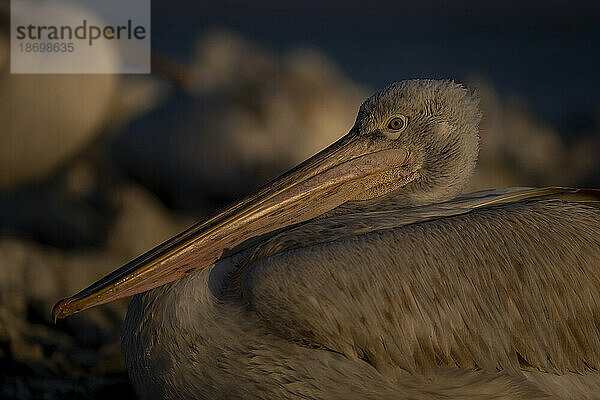 Nahaufnahme eines Krauskopfpelikans (Pelecanus Crispus)  der mit Catchlight nistet; Zentralmakedonien  Griechenland