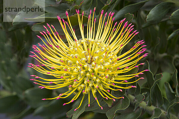 Nahaufnahme einer gelben Nadelkissenprotea mit rosa Spitzen (Leucospermum); Upcountry Maui  Maui  Hawaii  Vereinigte Staaten von Amerika