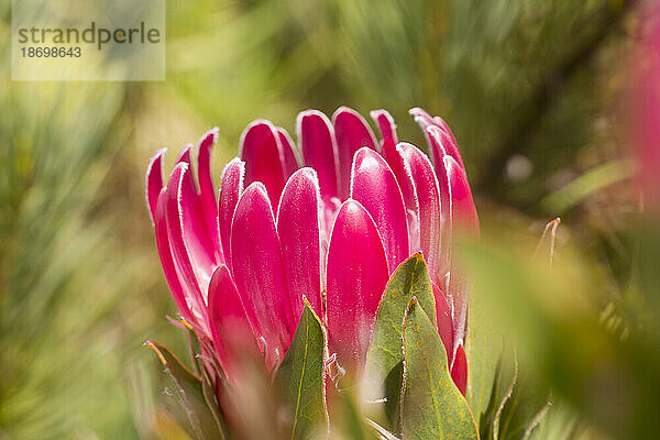 Nahaufnahme einer Pink King Protea (Protea cynaroides); Maui  Hawaii  Vereinigte Staaten von Amerika