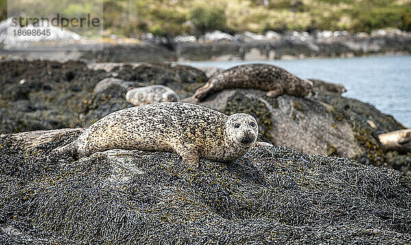 Nahaufnahme eines Seehundes (Phoca vitulina)  der auf den Felsen an der Küste von Garnish Island in der Bantry Bay ruht  während im Hintergrund ein weiterer Seehund auf den Felsen liegt; West Cork  Irland