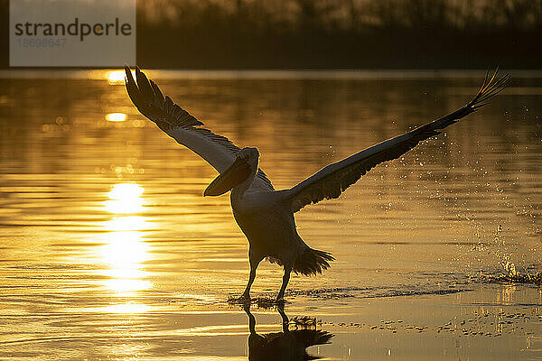 Krauskopfpelikan (Pelecanus Crispus) hebt als Silhouette vom See ab; Zentralmakedonien  Griechenland