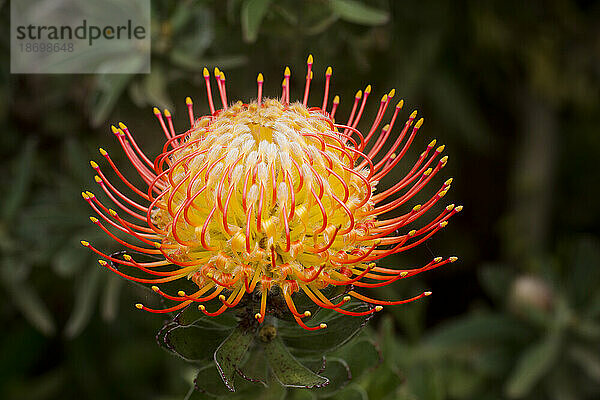 Nahaufnahme einer gelb-roten Nadelkissen-Protea (Leucospermum  Proteaceae) mit gelben Spitzen; Upcountry Maui  Maui  Hawaii  Vereinigte Staaten von Amerika