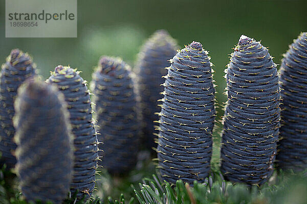 Blue Standard  Baumkegel der Koreanischen Tanne (Abies koreana) in einem botanischen Garten; Annapolis Royal  Nova Scotia  Kanada