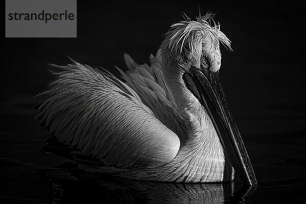 Monochromatische Nahaufnahme eines Krauskopfpelikans (Pelecanus Crispus) mit Fanglicht auf einem ruhigen See; Zentralmakedonien  Griechenland