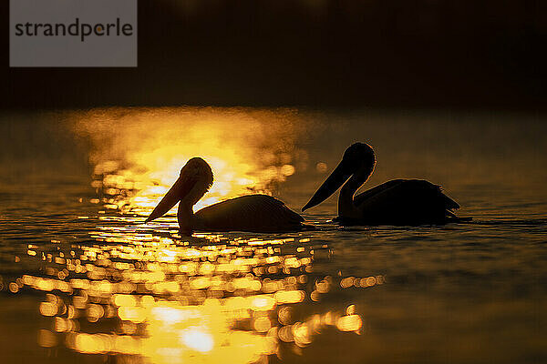 Krauskopfpelikane (Pelecanus Crispus)  Silhouetten der Sonne auf Wellen; Zentralmakedonien  Griechenland