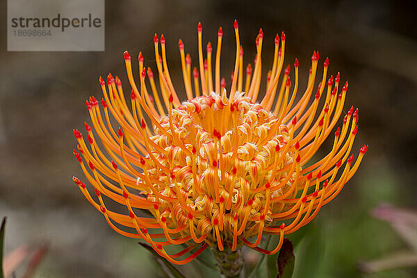 Nahaufnahme eines orange-roten Leucospermum  Proteaceae  allgemein bekannt als Pincushion Protea  gefunden im Hochland von Maui; Upcountry Maui  Maui  Hawaii  Vereinigte Staaten von Amerika