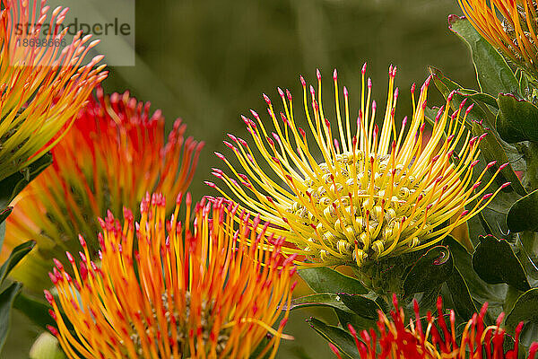 Nahaufnahme von Orange und Gelb mit rosa Spitzen  Nadelkissen-Proteas (Leucospermum); Upcountry Maui  Maui  Hawaii  Vereinigte Staaten von Amerika