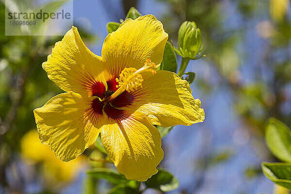 Nahaufnahme eines atemberaubenden gelben Hibiskus (Hibiscus panduriformis) in voller Blüte; Maui  Hawaii  Vereinigte Staaten von Amerika