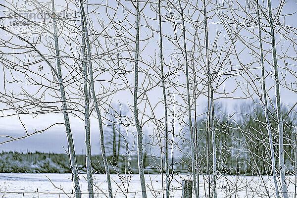 Winterszene mit blattlosen Bäumen; Langley  British Columbia  Kanada
