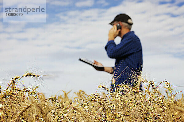 Landwirt nutzt ein Tablet  um seine Ernte zu verwalten  und telefoniert mit seinem Handy  während er auf einem vollreifen Getreidefeld steht; Alcomdale  Alberta  Kanada