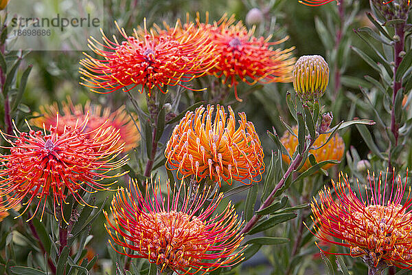 Nahaufnahme von orangefarbenen  roten und gelben Nadelkissen-Proteas (Leucospermum  Proteaceae); Upcountry Maui  Maui  Hawaii  Vereinigte Staaten von Amerika