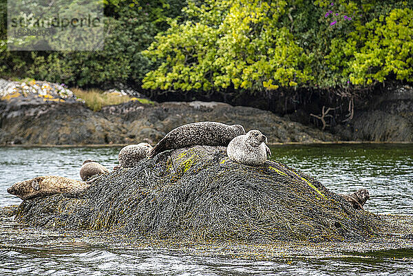 Eine Gruppe von Seehunden (Phoca vitulina)  die auf Algen ruhen  bedeckten die Felsen an der Küste von Garnish Island in der Bantry Bay; West Cork  Irland