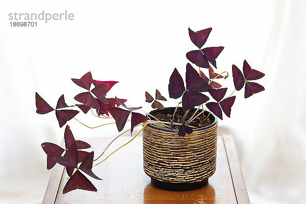 Lila Kleeblatt-Zimmerpflanze (Oxalis triangularis) auf einem hölzernen Beistelltisch; Nova Scotia  Kanada