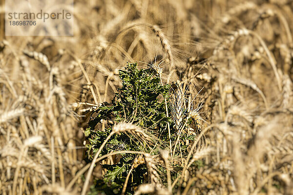 Kanadisches Distelkraut in einer Weizenernte bei der Ernte; Alcomdale  Alberta  Kanada